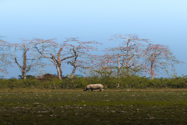 Assam landscape
