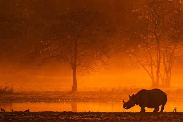 Grand Northeast — Kaziranga · Bomdila · Tawang · Guwahati · Shillong