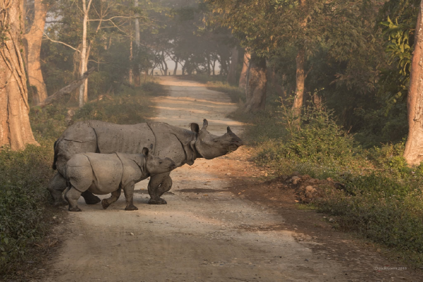 Rhinos, Ravines & Root Bridges — Kaziranga · Shillong · Cherrapunjee · Guwahati